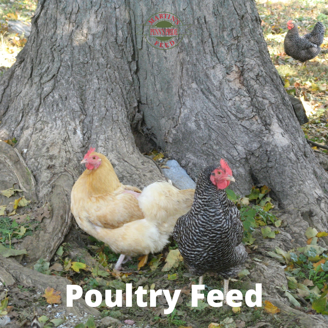 Poultry-Feed-1