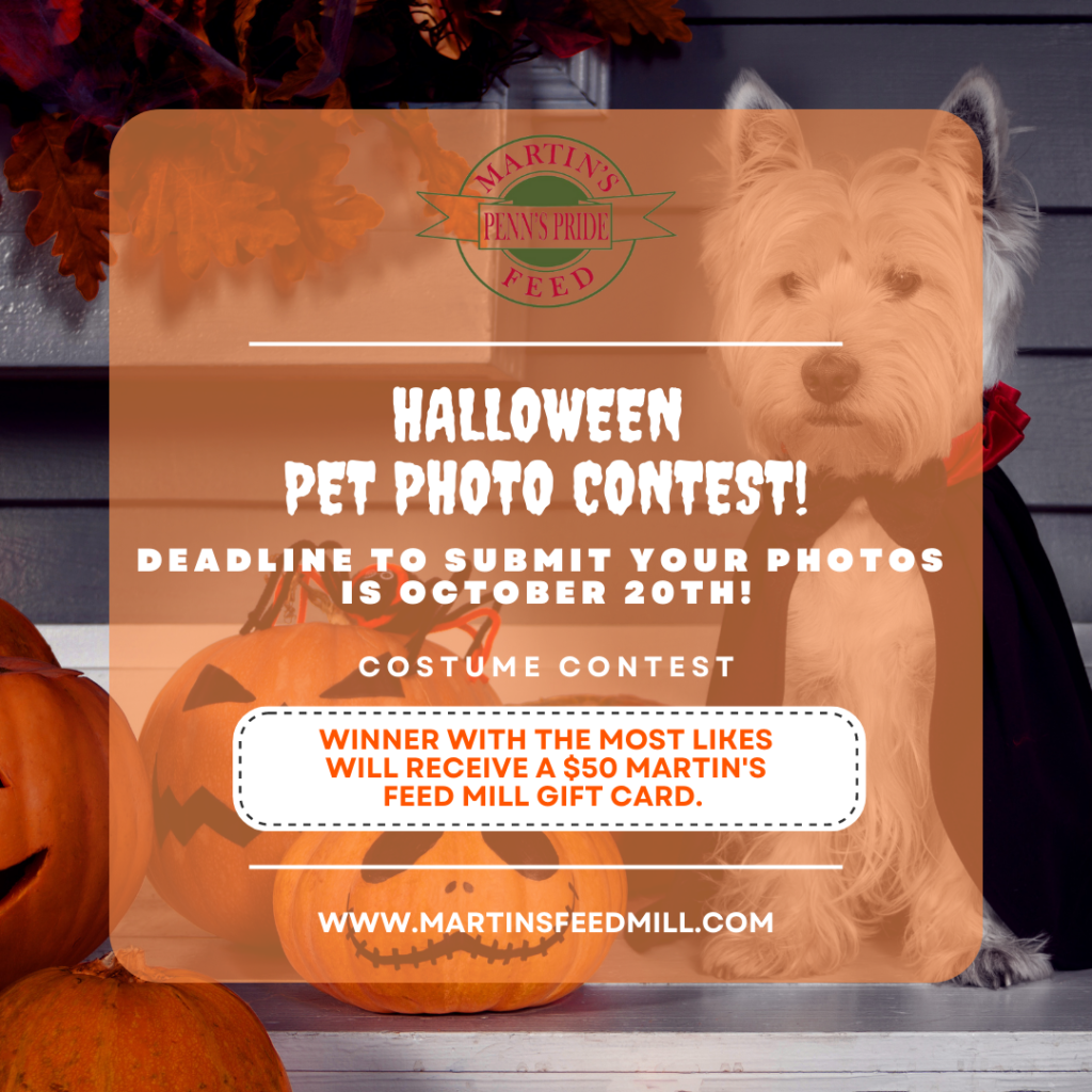 Halloween_Pet_Photo_contest