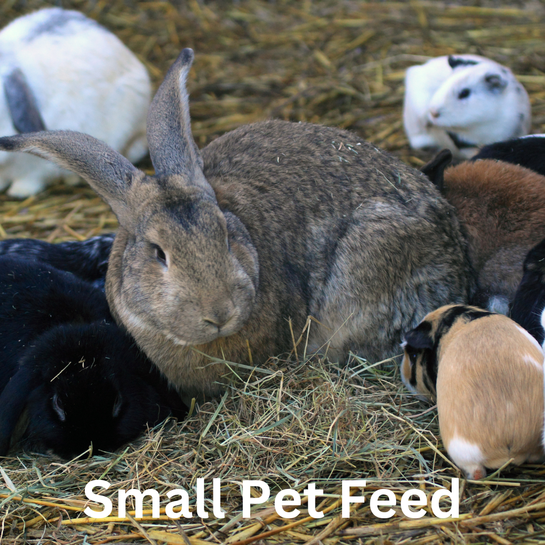 small pet feed