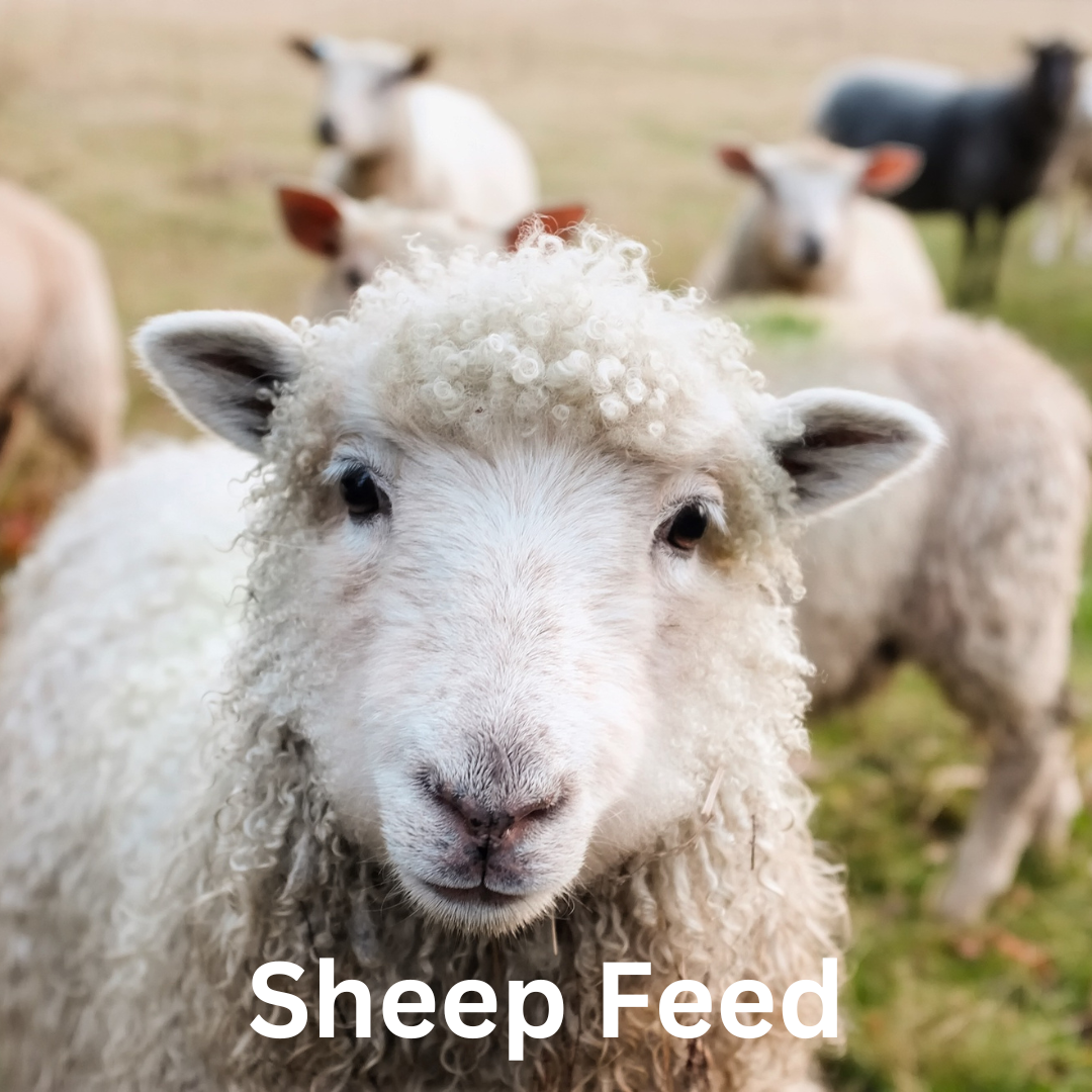 sheep feed